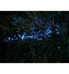 Kit BlueStar®