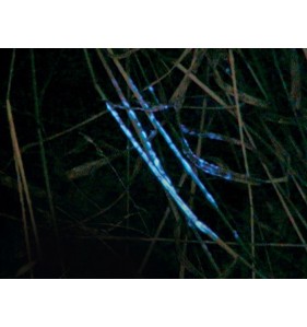 Bluestar® Kit