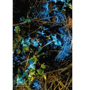 Bluestar® tablets